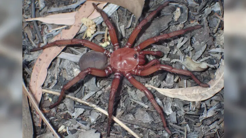 australia giant squid edna research — US news